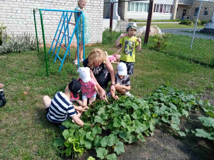 Собираем урожай!